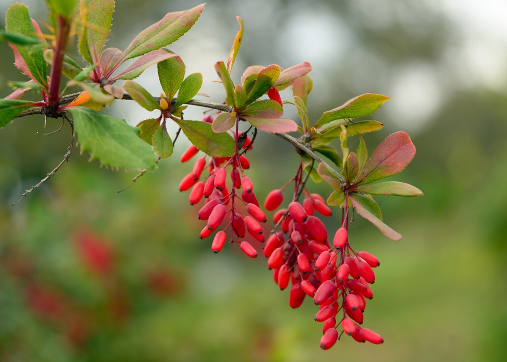 Descubre los beneficios de la berberina.